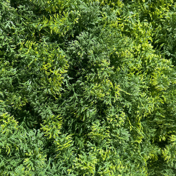 Jardín Vertical Cipres MZ188054A